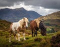 The Long Mynd wild ponies Royalty Free Stock Photo