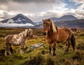 The Long Mynd wild ponies Royalty Free Stock Photo