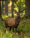 Wisents in show reserve of Bialowieza Forest National Park in Poland Royalty Free Stock Photo