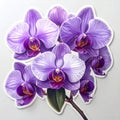 Vibrant Purple Orchid Blossoms Royalty Free Stock Photo