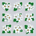 Jasmine Flower Stickers - White Blossoms with Green Leaves Royalty Free Stock Photo