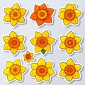 Cheerful Daffodil Flower Pattern Royalty Free Stock Photo