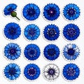 Set of Decorative Blue Cornflower Stickers Royalty Free Stock Photo