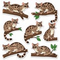Cute Spotted Wild Cat Cartoon Sticker Set Royalty Free Stock Photo