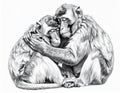 Monkeys Embracing: A Pencil Sketch of Affection Royalty Free Stock Photo