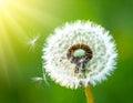Beautiful fluffy dandelion flower on Green background, closeup. Royalty Free Stock Photo