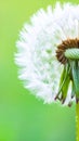 Beautiful fluffy dandelion flower on Green background, closeup. Royalty Free Stock Photo