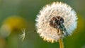Beautiful fluffy dandelion flower on Green background, closeup. Royalty Free Stock Photo