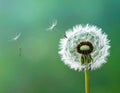 Beautiful fluffy dandelion flower on Green background, closeup. Royalty Free Stock Photo