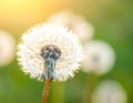 Beautiful fluffy dandelion flower on Green background, closeup. Royalty Free Stock Photo
