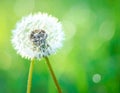 Beautiful fluffy dandelion flower on Green background, closeup. Royalty Free Stock Photo
