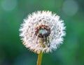 Beautiful fluffy dandelion flower on Green background, closeup. Royalty Free Stock Photo