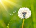 Beautiful fluffy dandelion flower on Green background, closeup. Royalty Free Stock Photo