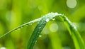Water drops on grass blade against blurred background, closeup. Toned in green Royalty Free Stock Photo