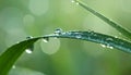 Water drops on grass blade against blurred background, closeup. Toned in green Royalty Free Stock Photo