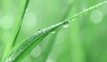 Water drops on grass blade against blurred background, closeup. Toned in green Royalty Free Stock Photo