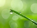 Water drops on grass blade against blurred background, closeup. Toned in green Royalty Free Stock Photo