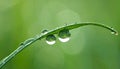 Water drops on grass blade against blurred background, closeup. Toned in green Royalty Free Stock Photo