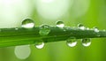 Water drops on grass blade against blurred background, closeup. Toned in green Royalty Free Stock Photo
