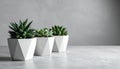 Succulent plants in pots on grey table. Space for text Royalty Free Stock Photo
