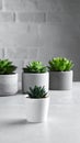 Succulent plants in pots on grey table. Space for text Royalty Free Stock Photo