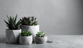 Succulent plants in pots on grey table. Space for text Royalty Free Stock Photo