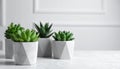 Succulent plants in pots on grey table. Space for text Royalty Free Stock Photo
