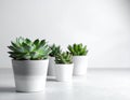 Succulent plants in pots on grey table. Space for text Royalty Free Stock Photo