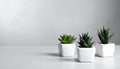 Succulent plants in pots on grey table. Space for text Royalty Free Stock Photo