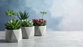 Succulent plants in pots on grey table. Space for text Royalty Free Stock Photo