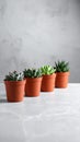 Succulent plants in pots on grey table. Space for text Royalty Free Stock Photo
