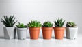 Succulent plants in pots on grey table. Space for text Royalty Free Stock Photo