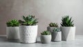 Succulent plants in pots on grey table. Space for text Royalty Free Stock Photo