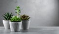 Succulent plants in pots on grey table. Space for text Royalty Free Stock Photo