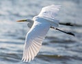 Great egret in flight over sea Royalty Free Stock Photo