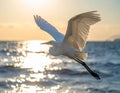 Great egret in flight over sea Royalty Free Stock Photo