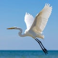 Great egret in flight over sea Royalty Free Stock Photo