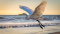 Great egret in flight over sea Royalty Free Stock Photo