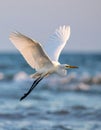 Great egret in flight over sea Royalty Free Stock Photo