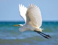 Great egret in flight over sea Royalty Free Stock Photo