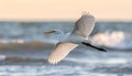 Great egret in flight over sea Royalty Free Stock Photo