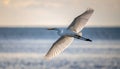 Great egret in flight over sea Royalty Free Stock Photo