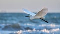 Great egret in flight over sea Royalty Free Stock Photo