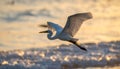 Great egret in flight over sea Royalty Free Stock Photo
