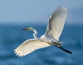 Great egret in flight over sea Royalty Free Stock Photo
