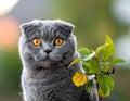 The curious Scottish fold cat The grey lovely and lazy cat Royalty Free Stock Photo