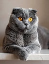 The curious Scottish fold cat The grey lovely and lazy cat Royalty Free Stock Photo