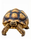 Sulcata also named African spurred tortoise, Centrochelys sulcata. Royalty Free Stock Photo