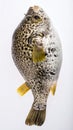 Photo of a prepared blowfish against white background Royalty Free Stock Photo