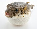 Photo of a prepared blowfish against white background Royalty Free Stock Photo